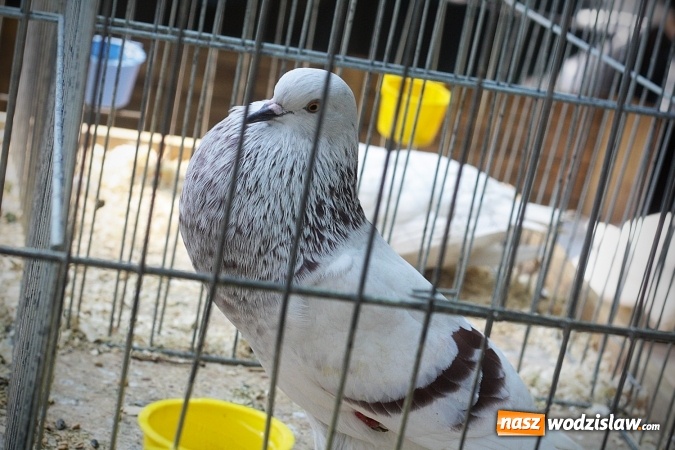 Zdjęcie w galerii na portalu naszwodzislaw.com: Wystawa drobnego inwentarza w Radlinie. Ponad 1000 zwierząt w jednym miejscu. ZDJĘCIA  wiadomości z regionu