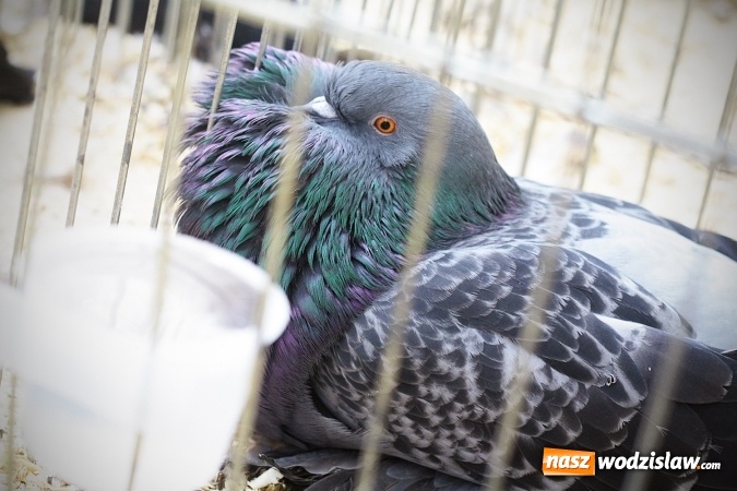 Zdjęcie w galerii na portalu naszwodzislaw.com: Wystawa drobnego inwentarza w Radlinie. Ponad 1000 zwierząt w jednym miejscu. ZDJĘCIA  wiadomości z regionu