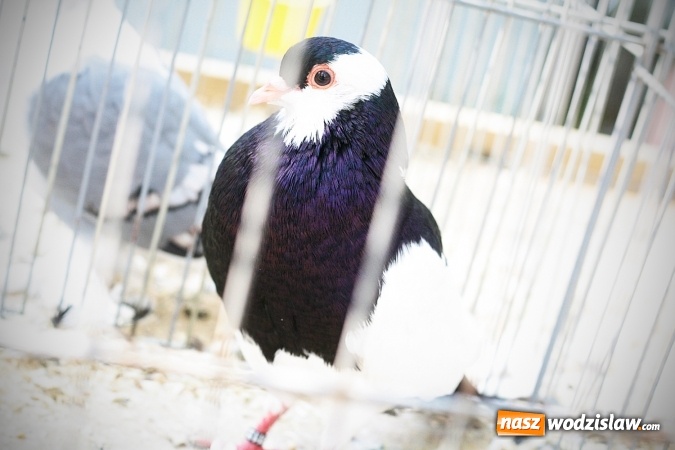 Zdjęcie w galerii na portalu naszwodzislaw.com: Wystawa drobnego inwentarza w Radlinie. Ponad 1000 zwierząt w jednym miejscu. ZDJĘCIA  wiadomości z regionu