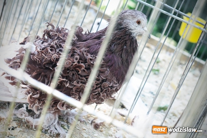 Zdjęcie w galerii na portalu naszwodzislaw.com: Wystawa drobnego inwentarza w Radlinie. Ponad 1000 zwierząt w jednym miejscu. ZDJĘCIA  wiadomości z regionu