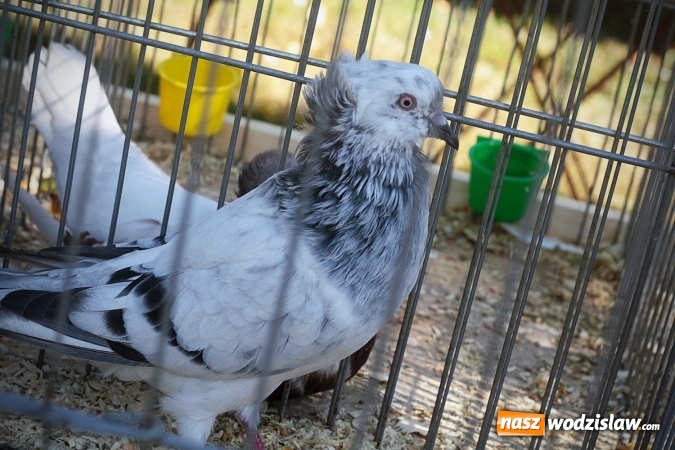 Zdjęcie w galerii na portalu naszwodzislaw.com: Wystawa drobnego inwentarza w Radlinie. Ponad 1000 zwierząt w jednym miejscu. ZDJĘCIA  wiadomości z regionu