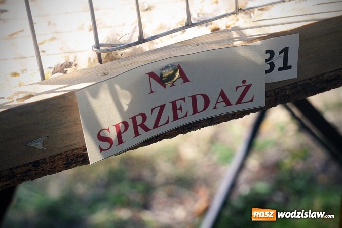 Zdjęcie w galerii na portalu naszwodzislaw.com: Wystawa drobnego inwentarza w Radlinie. Ponad 1000 zwierząt w jednym miejscu. ZDJĘCIA  wiadomości z regionu