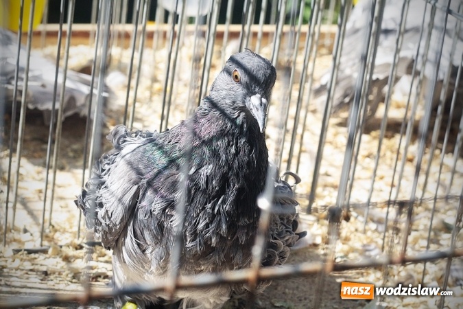 Zdjęcie w galerii na portalu naszwodzislaw.com: Wystawa drobnego inwentarza w Radlinie. Ponad 1000 zwierząt w jednym miejscu. ZDJĘCIA  wiadomości z regionu