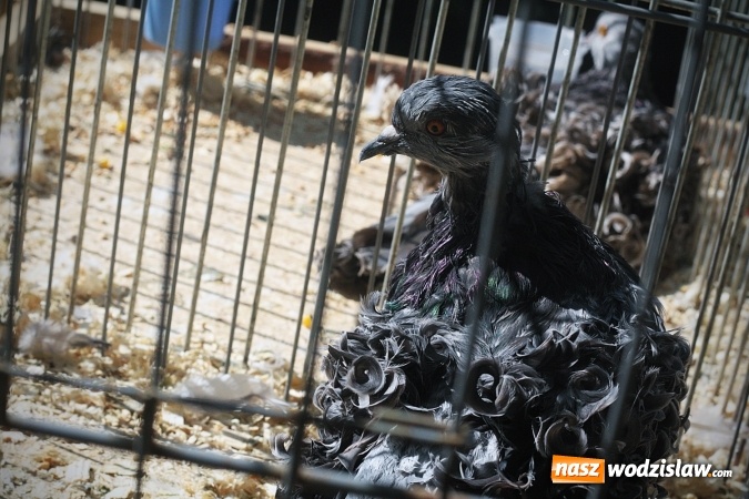 Zdjęcie w galerii na portalu naszwodzislaw.com: Wystawa drobnego inwentarza w Radlinie. Ponad 1000 zwierząt w jednym miejscu. ZDJĘCIA  wiadomości z regionu