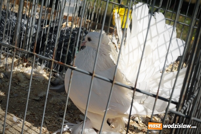 Zdjęcie w galerii na portalu naszwodzislaw.com: Wystawa drobnego inwentarza w Radlinie. Ponad 1000 zwierząt w jednym miejscu. ZDJĘCIA  wiadomości z regionu