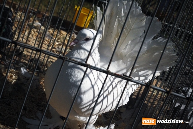 Zdjęcie w galerii na portalu naszwodzislaw.com: Wystawa drobnego inwentarza w Radlinie. Ponad 1000 zwierząt w jednym miejscu. ZDJĘCIA  wiadomości z regionu