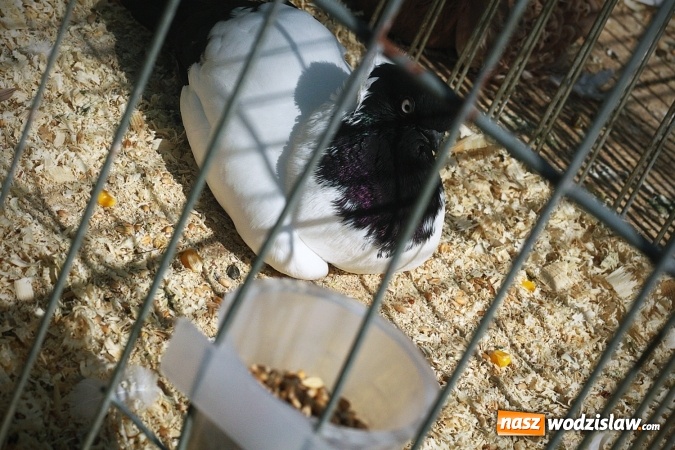 Zdjęcie w galerii na portalu naszwodzislaw.com: Wystawa drobnego inwentarza w Radlinie. Ponad 1000 zwierząt w jednym miejscu. ZDJĘCIA  wiadomości z regionu