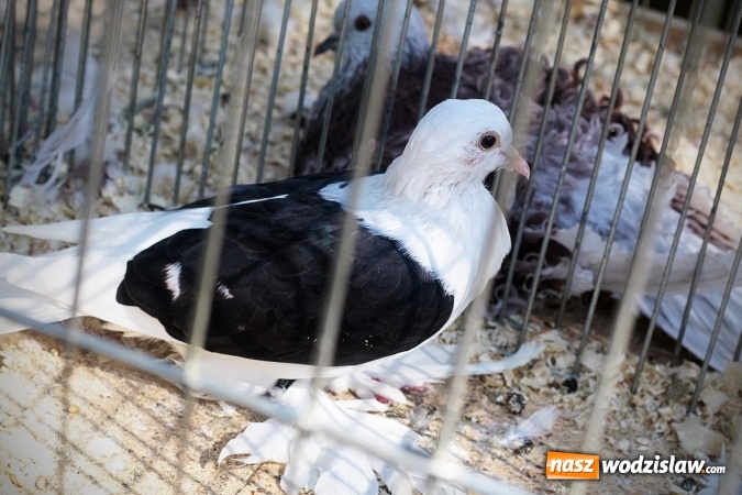 Zdjęcie w galerii na portalu naszwodzislaw.com: Wystawa drobnego inwentarza w Radlinie. Ponad 1000 zwierząt w jednym miejscu. ZDJĘCIA  wiadomości z regionu