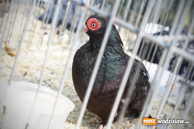 Zdjęcie w galerii na portalu naszwodzislaw.com: Wystawa drobnego inwentarza w Radlinie. Ponad 1000 zwierząt w jednym miejscu. ZDJĘCIA  wiadomości z regionu