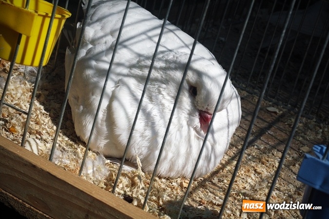 Zdjęcie w galerii na portalu naszwodzislaw.com: Wystawa drobnego inwentarza w Radlinie. Ponad 1000 zwierząt w jednym miejscu. ZDJĘCIA  wiadomości z regionu