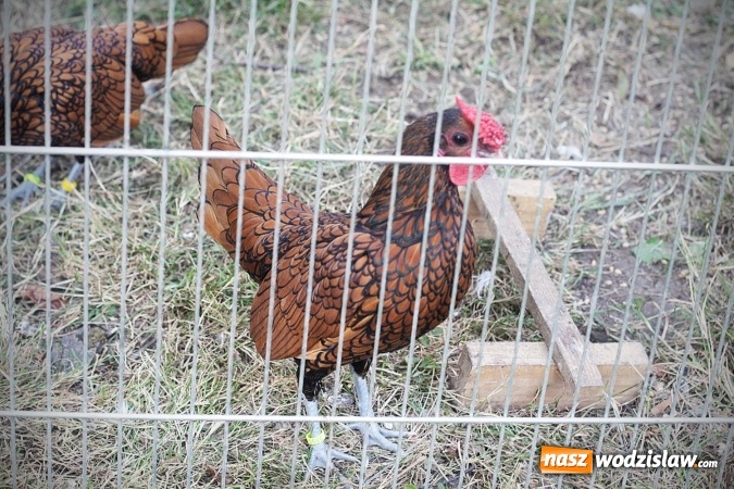 Zdjęcie w galerii na portalu naszwodzislaw.com: Wystawa drobnego inwentarza w Radlinie. Ponad 1000 zwierząt w jednym miejscu. ZDJĘCIA  wiadomości z regionu