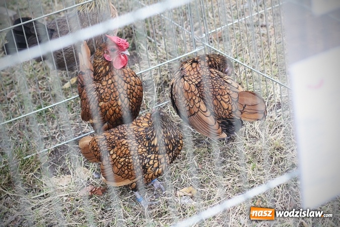 Zdjęcie w galerii na portalu naszwodzislaw.com: Wystawa drobnego inwentarza w Radlinie. Ponad 1000 zwierząt w jednym miejscu. ZDJĘCIA  wiadomości z regionu