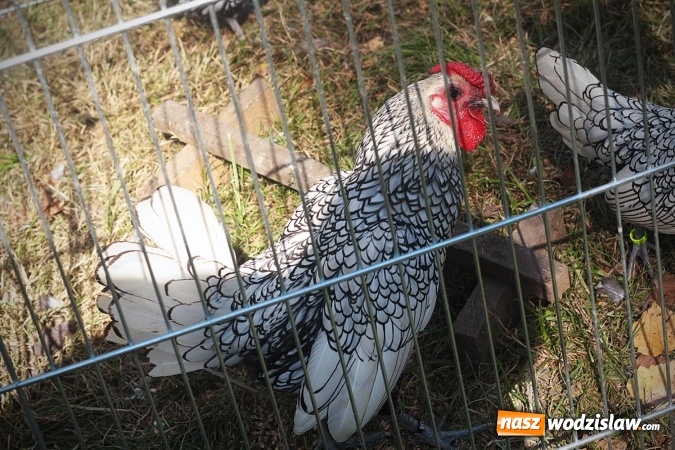 Zdjęcie w galerii na portalu naszwodzislaw.com: Wystawa drobnego inwentarza w Radlinie. Ponad 1000 zwierząt w jednym miejscu. ZDJĘCIA  wiadomości z regionu