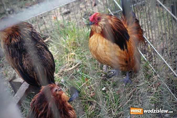 Zdjęcie w galerii na portalu naszwodzislaw.com: Wystawa drobnego inwentarza w Radlinie. Ponad 1000 zwierząt w jednym miejscu. ZDJĘCIA  wiadomości z regionu