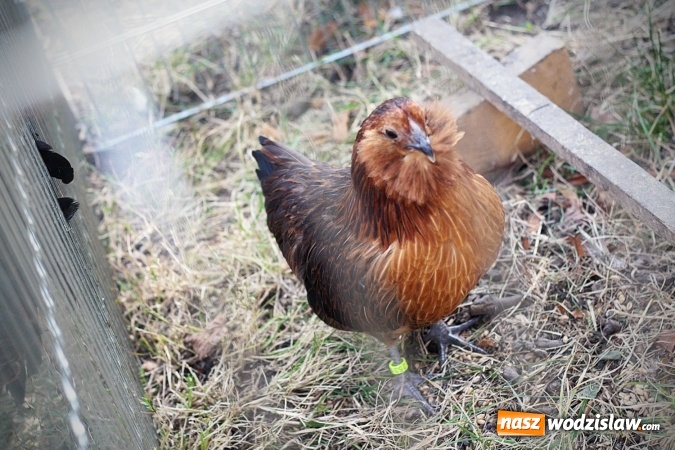 Zdjęcie w galerii na portalu naszwodzislaw.com: Wystawa drobnego inwentarza w Radlinie. Ponad 1000 zwierząt w jednym miejscu. ZDJĘCIA  wiadomości z regionu