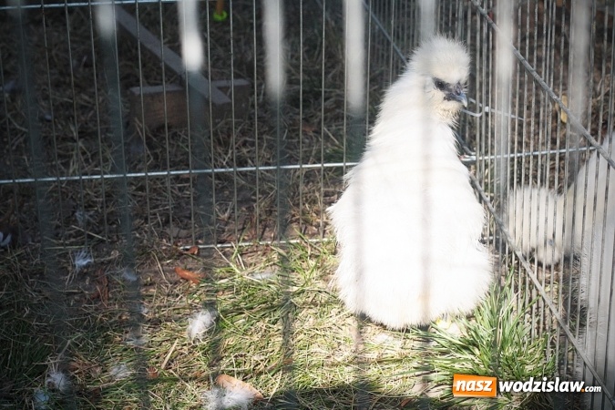 Zdjęcie w galerii na portalu naszwodzislaw.com: Wystawa drobnego inwentarza w Radlinie. Ponad 1000 zwierząt w jednym miejscu. ZDJĘCIA  wiadomości z regionu