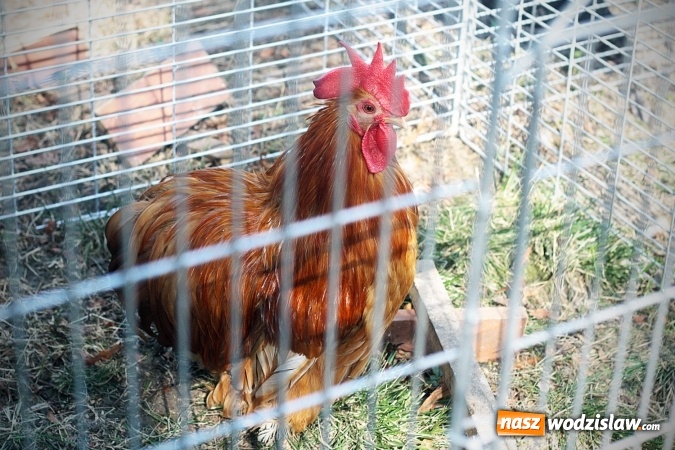 Zdjęcie w galerii na portalu naszwodzislaw.com: Wystawa drobnego inwentarza w Radlinie. Ponad 1000 zwierząt w jednym miejscu. ZDJĘCIA  wiadomości z regionu