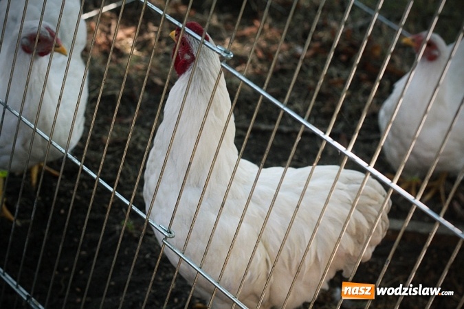 Zdjęcie w galerii na portalu naszwodzislaw.com: Wystawa drobnego inwentarza w Radlinie. Ponad 1000 zwierząt w jednym miejscu. ZDJĘCIA  wiadomości z regionu