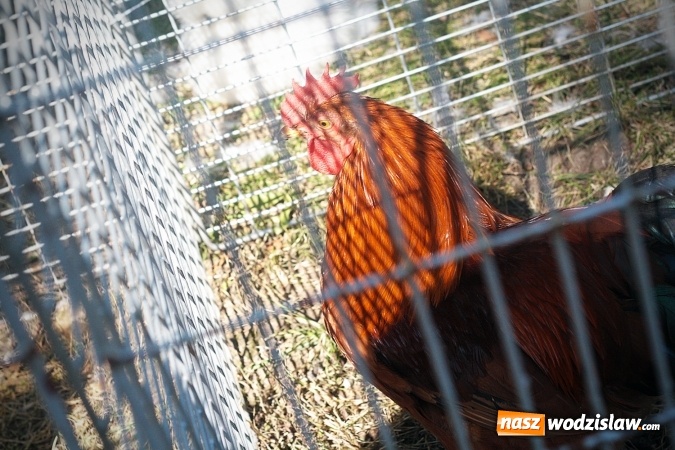 Zdjęcie w galerii na portalu naszwodzislaw.com: Wystawa drobnego inwentarza w Radlinie. Ponad 1000 zwierząt w jednym miejscu. ZDJĘCIA  wiadomości z regionu