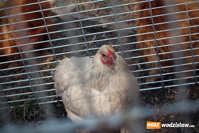 Zdjęcie w galerii na portalu naszwodzislaw.com: Wystawa drobnego inwentarza w Radlinie. Ponad 1000 zwierząt w jednym miejscu. ZDJĘCIA  wiadomości z regionu