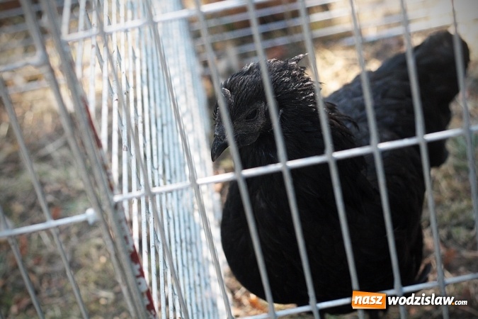 Zdjęcie w galerii na portalu naszwodzislaw.com: Wystawa drobnego inwentarza w Radlinie. Ponad 1000 zwierząt w jednym miejscu. ZDJĘCIA  wiadomości z regionu