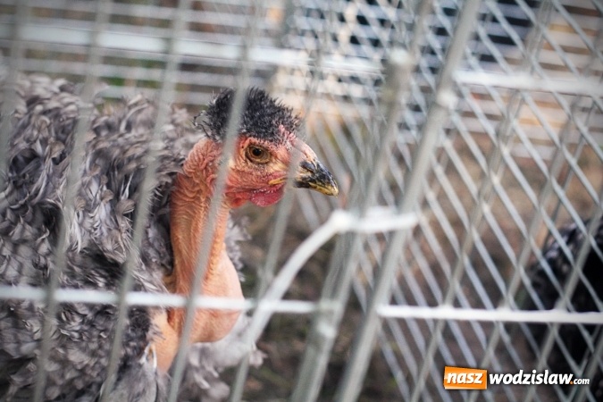 Zdjęcie w galerii na portalu naszwodzislaw.com: Wystawa drobnego inwentarza w Radlinie. Ponad 1000 zwierząt w jednym miejscu. ZDJĘCIA  wiadomości z regionu