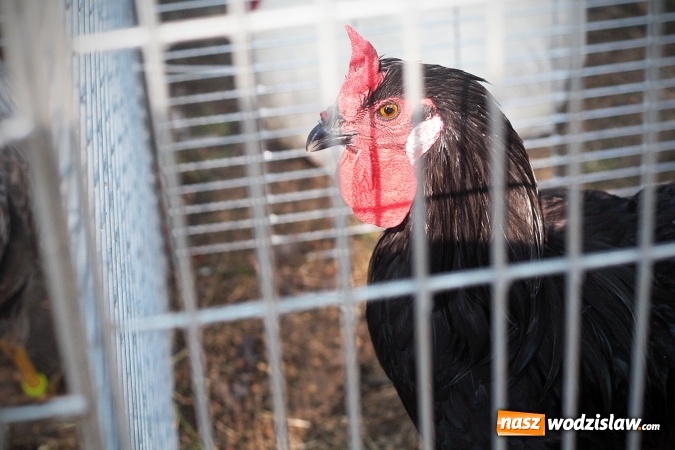 Zdjęcie w galerii na portalu naszwodzislaw.com: Wystawa drobnego inwentarza w Radlinie. Ponad 1000 zwierząt w jednym miejscu. ZDJĘCIA  wiadomości z regionu