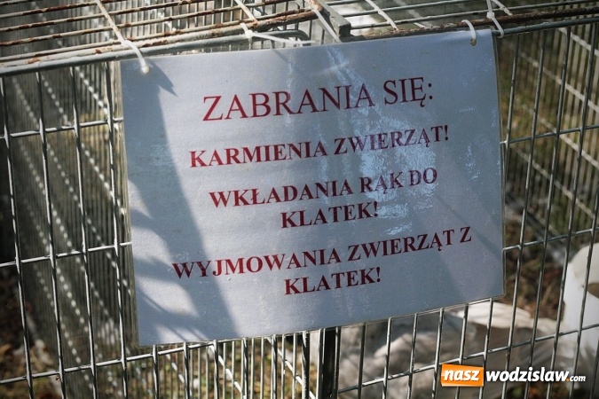 Zdjęcie w galerii na portalu naszwodzislaw.com: Wystawa drobnego inwentarza w Radlinie. Ponad 1000 zwierząt w jednym miejscu. ZDJĘCIA  wiadomości z regionu