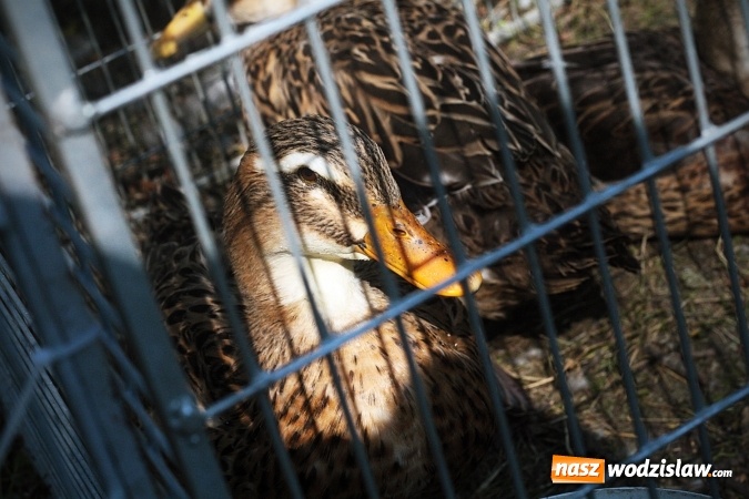 Zdjęcie w galerii na portalu naszwodzislaw.com: Wystawa drobnego inwentarza w Radlinie. Ponad 1000 zwierząt w jednym miejscu. ZDJĘCIA  wiadomości z regionu