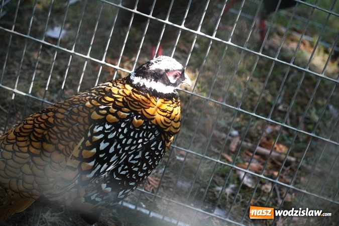 Zdjęcie w galerii na portalu naszwodzislaw.com: Wystawa drobnego inwentarza w Radlinie. Ponad 1000 zwierząt w jednym miejscu. ZDJĘCIA  wiadomości z regionu