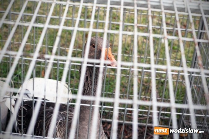 Zdjęcie w galerii na portalu naszwodzislaw.com: Wystawa drobnego inwentarza w Radlinie. Ponad 1000 zwierząt w jednym miejscu. ZDJĘCIA  wiadomości z regionu