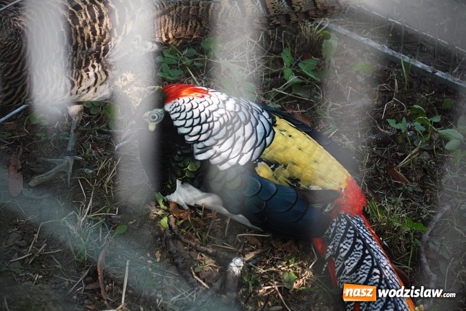 Zdjęcie w galerii na portalu naszwodzislaw.com: Wystawa drobnego inwentarza w Radlinie. Ponad 1000 zwierząt w jednym miejscu. ZDJĘCIA  wiadomości z regionu