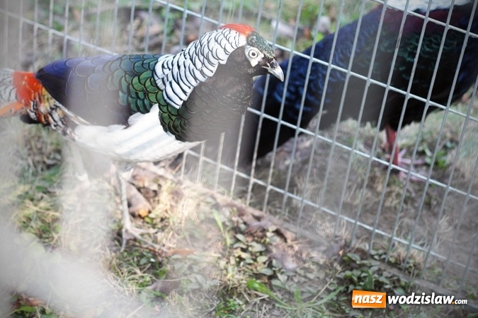 Zdjęcie w galerii na portalu naszwodzislaw.com: Wystawa drobnego inwentarza w Radlinie. Ponad 1000 zwierząt w jednym miejscu. ZDJĘCIA  wiadomości z regionu