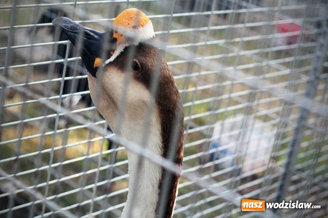 Zdjęcie w galerii na portalu naszwodzislaw.com: Wystawa drobnego inwentarza w Radlinie. Ponad 1000 zwierząt w jednym miejscu. ZDJĘCIA  wiadomości z regionu