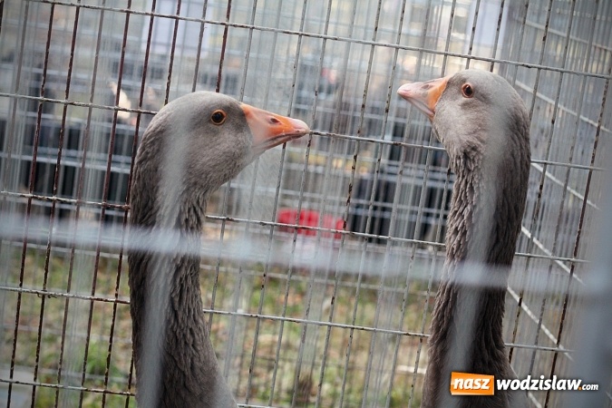 Zdjęcie w galerii na portalu naszwodzislaw.com: Wystawa drobnego inwentarza w Radlinie. Ponad 1000 zwierząt w jednym miejscu. ZDJĘCIA  wiadomości z regionu