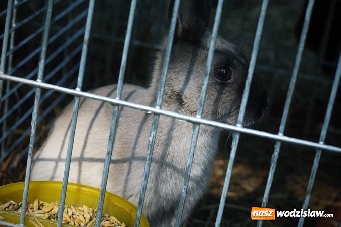 Zdjęcie w galerii na portalu naszwodzislaw.com: Wystawa drobnego inwentarza w Radlinie. Ponad 1000 zwierząt w jednym miejscu. ZDJĘCIA  wiadomości z regionu