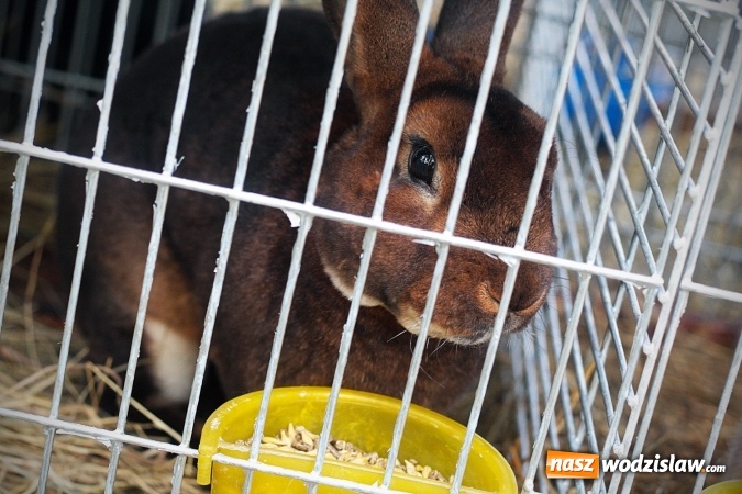 Zdjęcie w galerii na portalu naszwodzislaw.com: Wystawa drobnego inwentarza w Radlinie. Ponad 1000 zwierząt w jednym miejscu. ZDJĘCIA  wiadomości z regionu