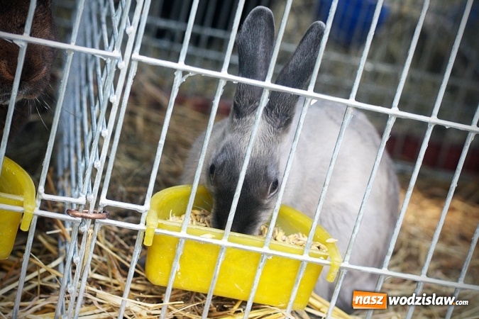 Zdjęcie w galerii na portalu naszwodzislaw.com: Wystawa drobnego inwentarza w Radlinie. Ponad 1000 zwierząt w jednym miejscu. ZDJĘCIA  wiadomości z regionu