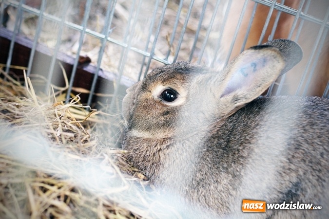 Zdjęcie w galerii na portalu naszwodzislaw.com: Wystawa drobnego inwentarza w Radlinie. Ponad 1000 zwierząt w jednym miejscu. ZDJĘCIA  wiadomości z regionu