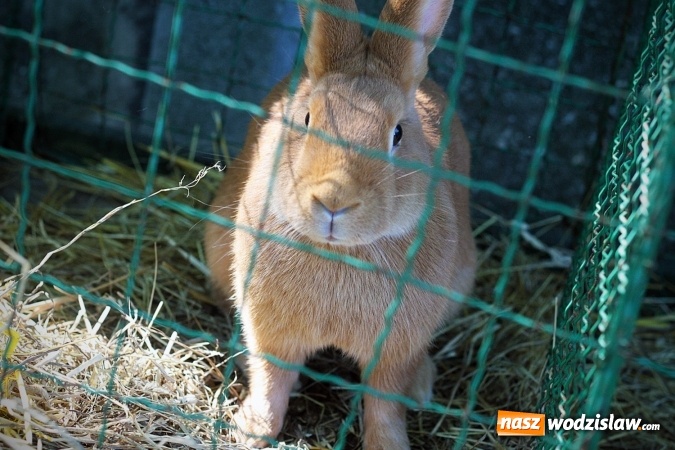 Zdjęcie w galerii na portalu naszwodzislaw.com: Wystawa drobnego inwentarza w Radlinie. Ponad 1000 zwierząt w jednym miejscu. ZDJĘCIA  wiadomości z regionu