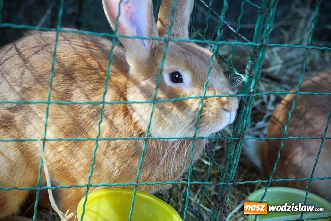 Zdjęcie w galerii na portalu naszwodzislaw.com: Wystawa drobnego inwentarza w Radlinie. Ponad 1000 zwierząt w jednym miejscu. ZDJĘCIA  wiadomości z regionu