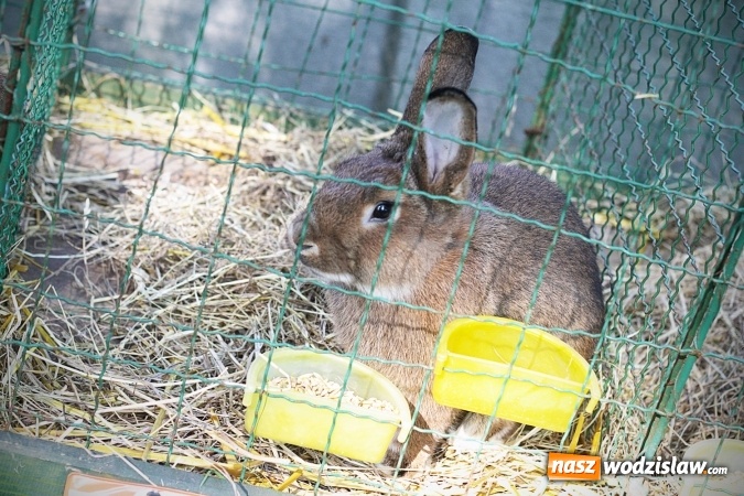 Zdjęcie w galerii na portalu naszwodzislaw.com: Wystawa drobnego inwentarza w Radlinie. Ponad 1000 zwierząt w jednym miejscu. ZDJĘCIA  wiadomości z regionu