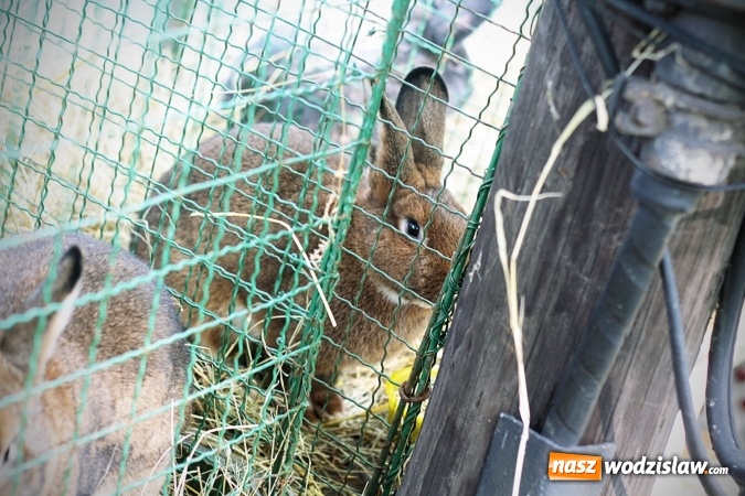Zdjęcie w galerii na portalu naszwodzislaw.com: Wystawa drobnego inwentarza w Radlinie. Ponad 1000 zwierząt w jednym miejscu. ZDJĘCIA  wiadomości z regionu