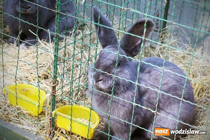 Zdjęcie w galerii na portalu naszwodzislaw.com: Wystawa drobnego inwentarza w Radlinie. Ponad 1000 zwierząt w jednym miejscu. ZDJĘCIA  wiadomości z regionu