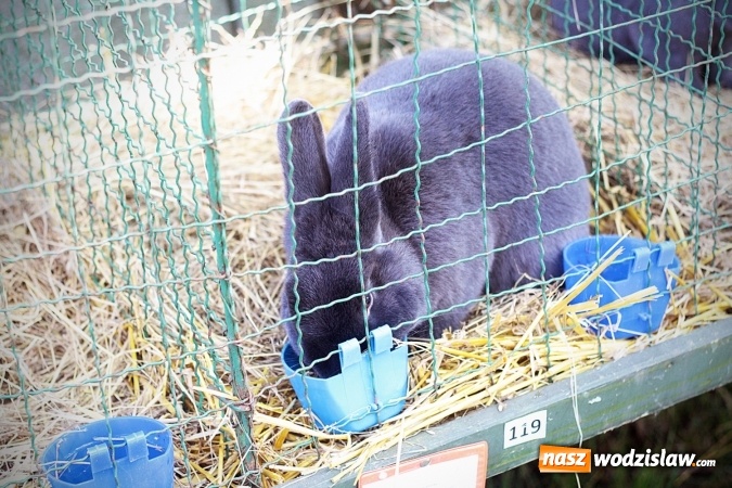 Zdjęcie w galerii na portalu naszwodzislaw.com: Wystawa drobnego inwentarza w Radlinie. Ponad 1000 zwierząt w jednym miejscu. ZDJĘCIA  wiadomości z regionu