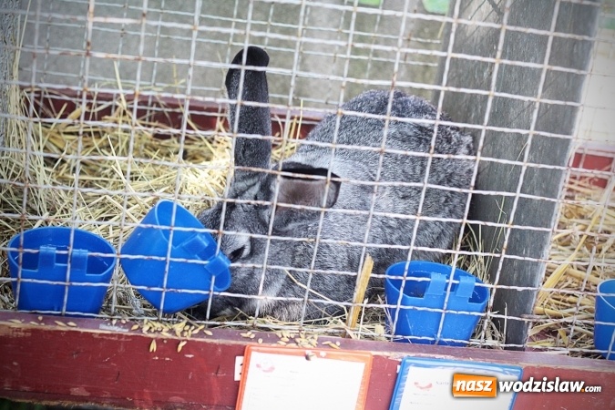 Zdjęcie w galerii na portalu naszwodzislaw.com: Wystawa drobnego inwentarza w Radlinie. Ponad 1000 zwierząt w jednym miejscu. ZDJĘCIA  wiadomości z regionu