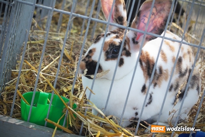 Zdjęcie w galerii na portalu naszwodzislaw.com: Wystawa drobnego inwentarza w Radlinie. Ponad 1000 zwierząt w jednym miejscu. ZDJĘCIA  wiadomości z regionu