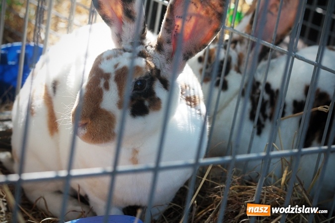 Zdjęcie w galerii na portalu naszwodzislaw.com: Wystawa drobnego inwentarza w Radlinie. Ponad 1000 zwierząt w jednym miejscu. ZDJĘCIA  wiadomości z regionu