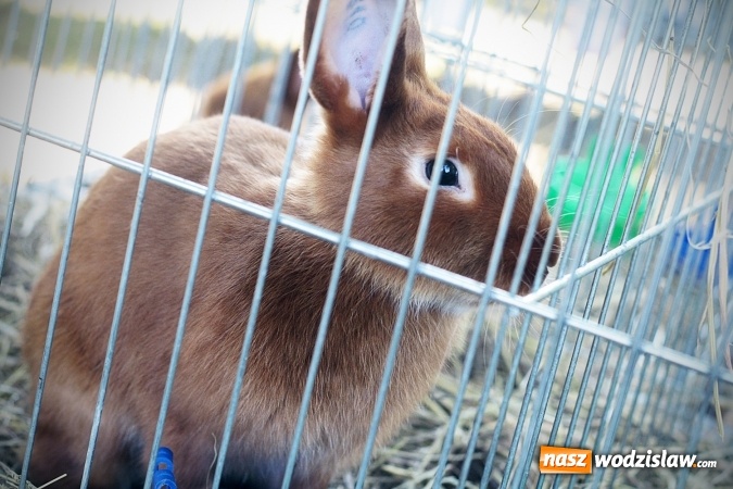 Zdjęcie w galerii na portalu naszwodzislaw.com: Wystawa drobnego inwentarza w Radlinie. Ponad 1000 zwierząt w jednym miejscu. ZDJĘCIA  wiadomości z regionu