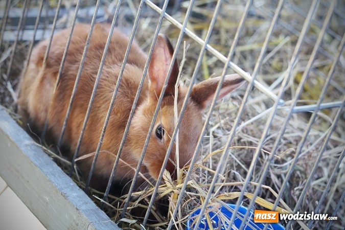 Zdjęcie w galerii na portalu naszwodzislaw.com: Wystawa drobnego inwentarza w Radlinie. Ponad 1000 zwierząt w jednym miejscu. ZDJĘCIA  wiadomości z regionu